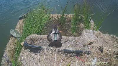 Turtle Island wildlife capture