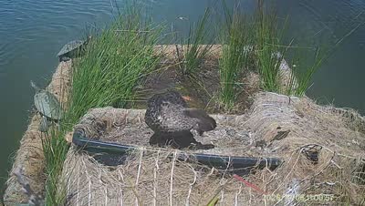 Turtle Island wildlife capture