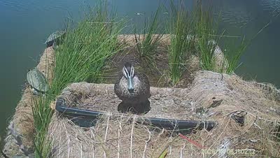 Turtle Island wildlife capture