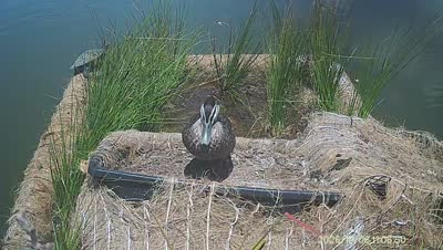 Turtle Island wildlife capture