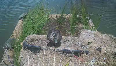 Turtle Island wildlife capture