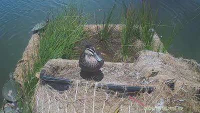Turtle Island wildlife capture