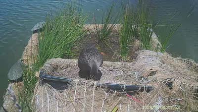 Turtle Island wildlife capture