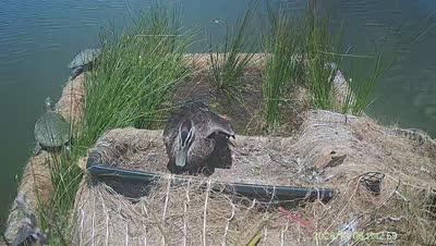 Turtle Island wildlife capture