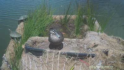 Turtle Island wildlife capture