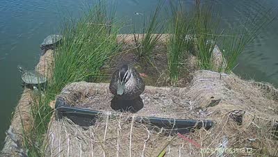 Turtle Island wildlife capture