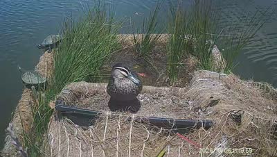 Turtle Island wildlife capture