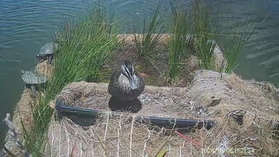 Turtle Island wildlife capture