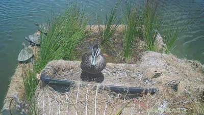 Turtle Island wildlife capture