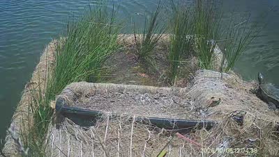 Turtle Island wildlife capture