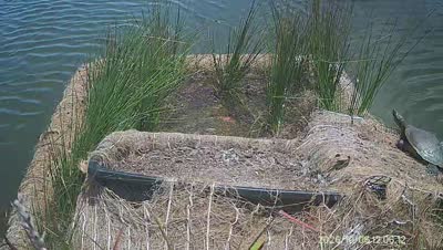 Turtle Island wildlife capture