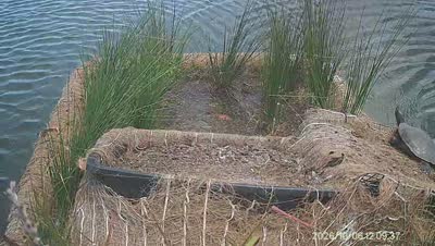 Turtle Island wildlife capture