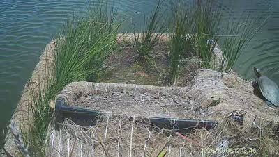 Turtle Island wildlife capture