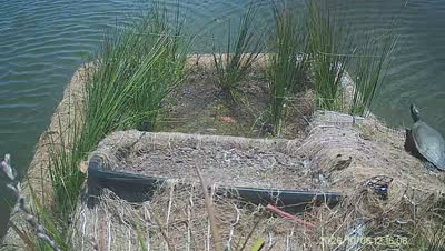 Turtle Island wildlife capture