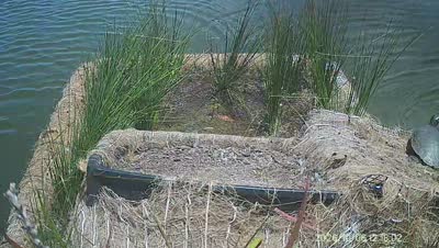 Turtle Island wildlife capture