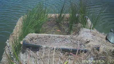 Turtle Island wildlife capture
