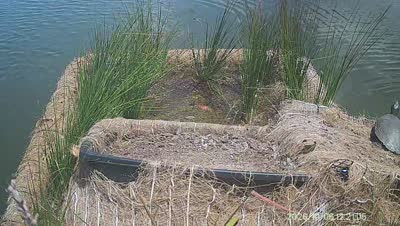 Turtle Island wildlife capture