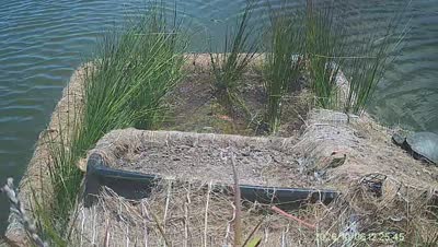 Turtle Island wildlife capture