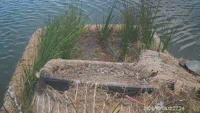 Turtle Island wildlife capture