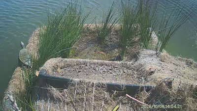 Turtle Island wildlife capture
