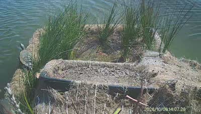 Turtle Island wildlife capture