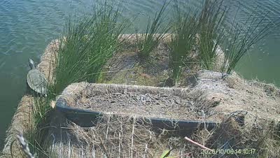 Turtle Island wildlife capture