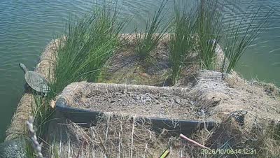 Turtle Island wildlife capture