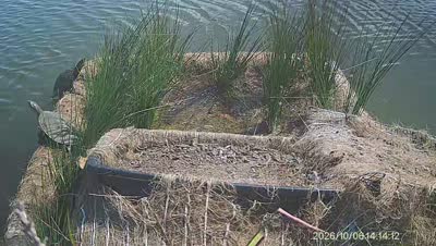Turtle Island wildlife capture