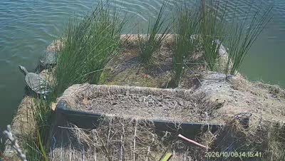 Turtle Island wildlife capture