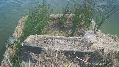 Turtle Island wildlife capture