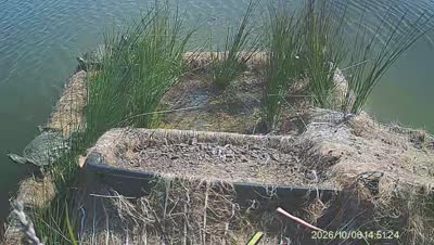Turtle Island wildlife capture