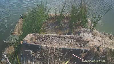 Turtle Island wildlife capture
