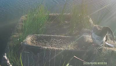 Turtle Island wildlife capture