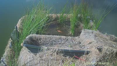 Turtle Island wildlife capture