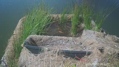 Turtle Island wildlife capture