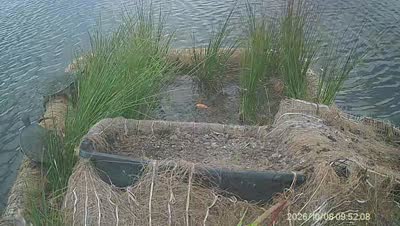 Turtle Island wildlife capture