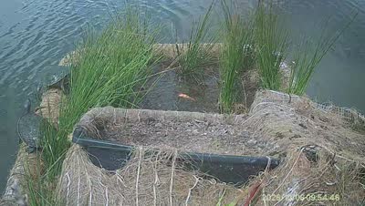 Turtle Island wildlife capture