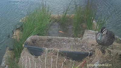 Turtle Island wildlife capture