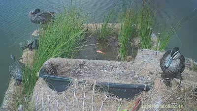 Turtle Island wildlife capture