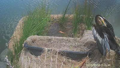 Turtle Island wildlife capture