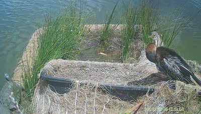 Turtle Island wildlife capture