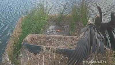 Turtle Island wildlife capture