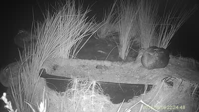 Turtle Island wildlife capture