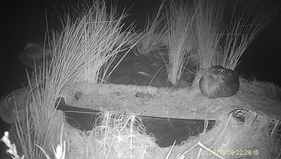 Turtle Island wildlife capture