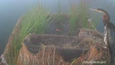 Turtle Island wildlife capture