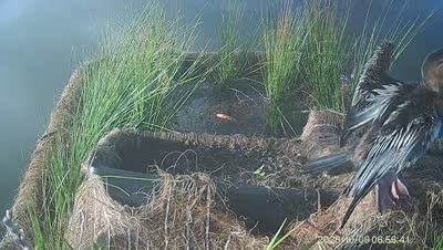 Turtle Island wildlife capture