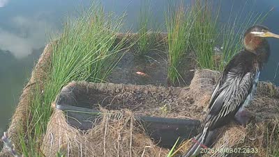 Turtle Island wildlife capture
