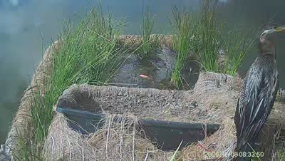 Turtle Island wildlife capture