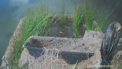 Turtle Island wildlife capture