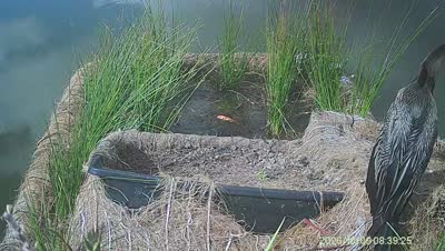 Turtle Island wildlife capture